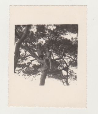 Two Restless Tom Sawyers Little Boys On Tree Snapshot Old Photo Kid 1960s