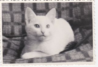1960s Cute Little White Cat Kitten On Sofa Pets Old Russian Photo