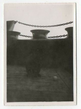Vintage Black And White Photo Cat On A Ship With Ball 2.  25 " X 3.  5 "