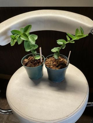 Rare Hoya Cumingiana 1 Plant Only In 4” Pot