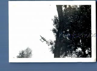 Found B&w Photo F,  6515 View Of Airplane By Tree In The Sky
