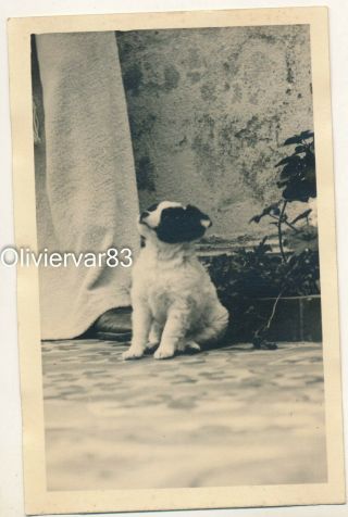 Vintage Photo Rppc - Little Black And White Dog