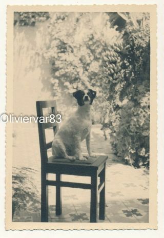 Vintage Photo - Little Black And White Dog On A Chair Outdoor