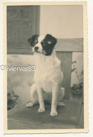 Vintage Photo - Little Black And White Dog Sitting