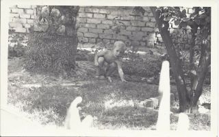 384p Vintage Photo Little Boy Wearing Shorts Picking Up Sticks In The Yard