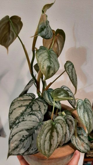Philodendron Brandtianum Rooted Plant In Moss - Rare Plant 4”