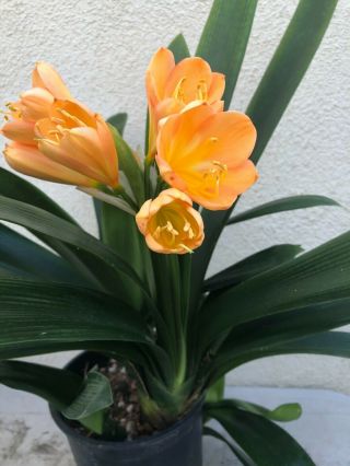 Rare Clivia - Sunrise Sunset X Victorian Peach Near Blooming Size Offset
