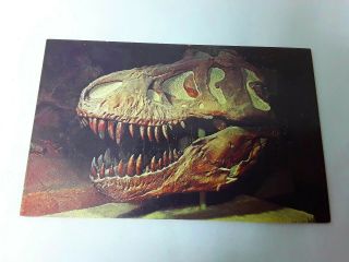 Rare Dinosaur Fossil Postcard From The Peabody Museum Of Natural History