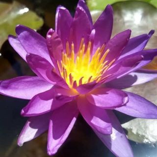 Purple Violicious Hardy Water Lily Organic Tuber Rare Color Shipped Bare Root
