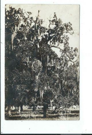 Real Photo Postcard Post Card Laporte Texas Tex Tx Oak Tree