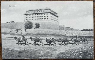Antique Ppc View Of Large Camel Train Outside The Great Walls Of Peking China