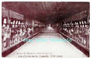 Pine Plains Ny - Braircliff Farms Dairy Barn Interior - Postcard Dutchess County