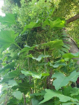 Polymnia Maculata (yakon Kin Bamboo) Very Rare Cloud Forest Daisy Tree.  Live Plant