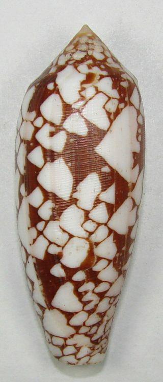 Conus Gracianus 61.  31mm Choice Rare Xxl Specimen Tulear,  Madagascar