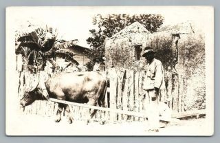 " Caribou Beat Of Burden " Guam Antique Rppc Photo Postcard Azo 1920s