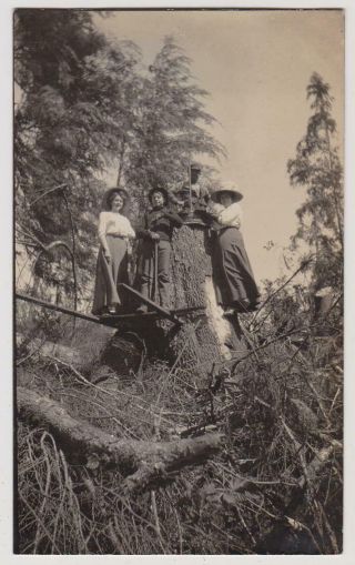 C1910 Rppc 2 Eureka Humboldt County Big Hat Ladies On Fresh Giant Redwood Stump