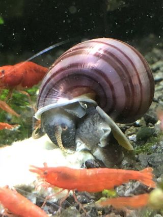 5,  1 Purple Mystery Snails Dark Foot (pomacea Bridgesii) Live Snails Rare