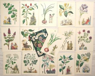 Plants Set Of 16 Cards Botanical Illustrated " From The History Of Spicy Plants "