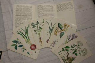 Plants Set of 16 Cards Botanical illustrated 