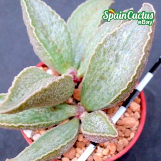 Adromischus " Aztekum " Rare Succulent Plant 18/4 Hybrid