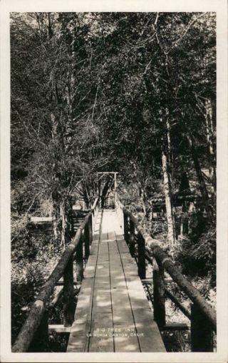 Rppc Big Tree Inn,  La Honda Canyon,  Ca San Mateo County California Postcard