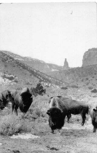 H75/ Colorado National Monument Rppc Postcard C1930s Buffalo Bison 24