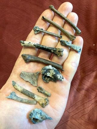 12 Rare Bird Bones Florida Fossils Avian Skeleton Wing Leg Skull Ice Age Extinct
