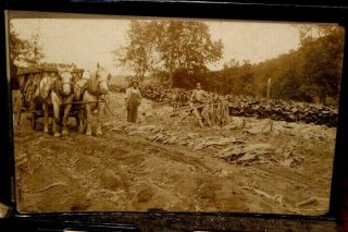 D3598,  Real Photo Postcard Circa 1910 " Tobacco Harvest "