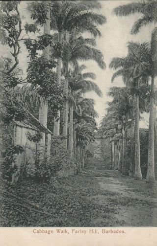 1905 Approx Barbados B/w Postcard / Undivided Back / Farley Hill