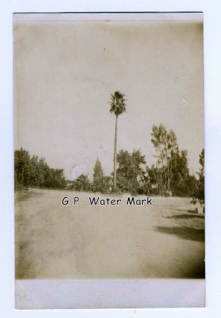 1919 Roosevelt Palm Victoria Ave Riverside California Real Photo Postcard Ca