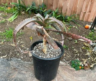 BIG & RARE A,  Aloe Mawii AKA Khuzi Aloe Small Unique Tree Aloe 3