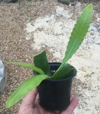 2 Well Rooted Starter Plants - Wittia Amazonica - Disocactus - Extremely Rare