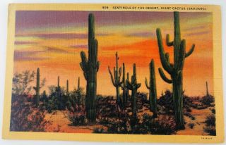 Vintage Arizona Az Sentinels Of The Desert Giant Sahuaro Cactus Linen Postcard