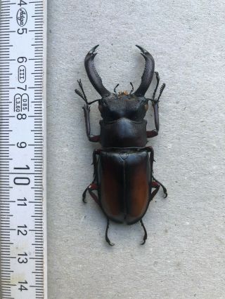 Lucanidae,  Hexarthrius Parryi Elongatus,  Borneo,  Giant,  Very Rare,  67,  Mm,  A1