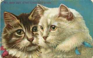 Postcard Suffrage Tabby & White Cats Don 