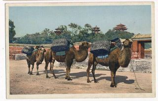 China Postcard - - View Of Camels,  Coal Hill,  Peking 1920s