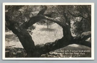 Arch Tree " Live Oak " Petrified Forest Park Rppc Calistoga Sonoma County Photo