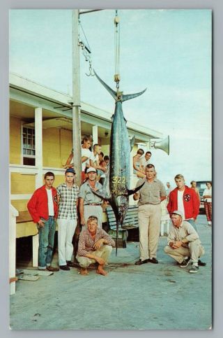 Blue Marlin Fishing Catch Dare County Outer Banks North Carolina Pc Vintage 60s