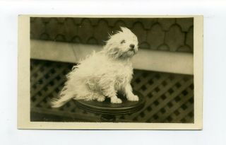 Antique Rppc Photo Postcard,  West Highland Terrier With Fur Blowing In Wind