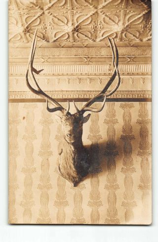 Deer Head Taxidermy Trophy Hunting Hunter Mount Rppc Photo Postcard Interior - P4