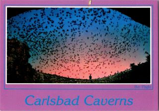 Carlsbad Caverns Bat Flight National Park Mexico Linen Postcard