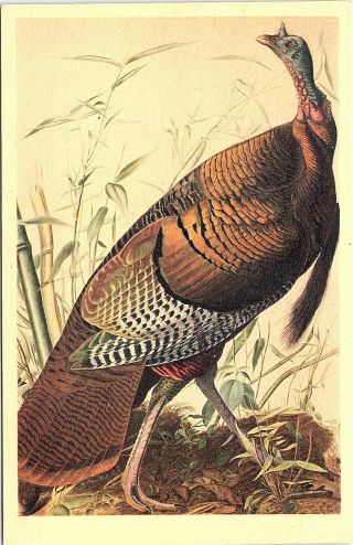 Postcard Wild Turkey John James Audubon York Historical Society A47