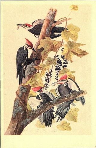 Postcard Pileated Woodpecker John James Audubon York Historical Society A47