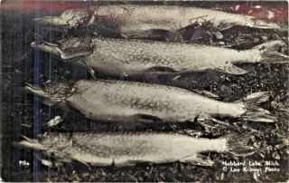 A View Of Fish Caught In Hubbard Lake,  Spruce,  Michigan Mi Rppc 1941