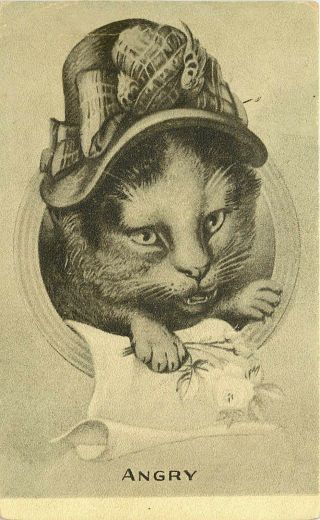 Vintage Postcard Cat In Fancy Hat Portrait Vignette Angry