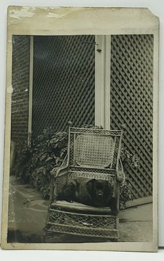 Rppc Dog In A Wicker Cane Back Bamboo Rocking Chair C1907 Postcard G15
