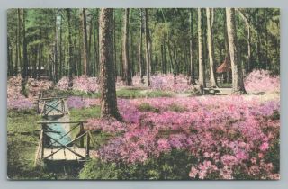 Azalea Gardens Summerville Sc Vintage Hand Colored Albertype Postcard 1930s