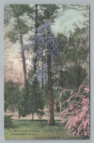 " Springtime At The Hickories " Summerville Sc Antique Hand Colored Albertype Pc