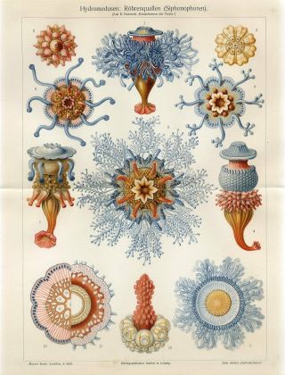 1895 Ernst Haeckel Jellyfish Hydromedusa Antique Chromolithograph Print