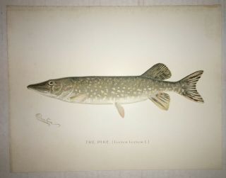 Denton C1900 Pike Fish Print Chromo Lithograph Old Vintage Litho